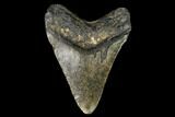 Fossil Megalodon Tooth - North Carolina #108986-2